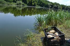 Lacuri De Pescuit Mures