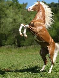 Rearing Golden Paint Horse Animais Pinterest Horses Palomino Horse Most Beautiful Horses
