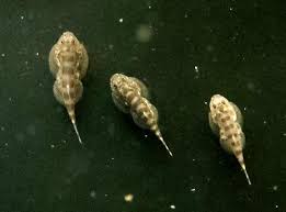 Image result for Phyllorachis