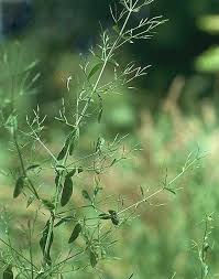 Image result for Dicliptera minor