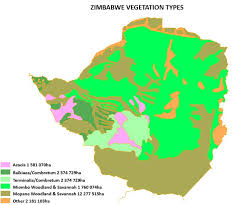 Image result for Combretum coriifolium