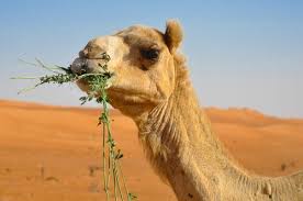 A camel is an animal belonging to the camelidae family with a distinctive hump at its back. The Curious Feeding Habits Of Camels My Animals