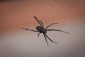 They are irregularly shaped, with stronger, thicker looking black widow spiders build their webs in dark, dry places, especially ones close to the ground. The Black Widow Spider Facts Prevention Massey Services Inc