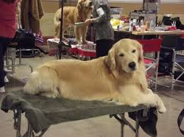 Julia golden retriever no comments. Goldenstar Golden Retrievers Golden Retrievers Kentucky
