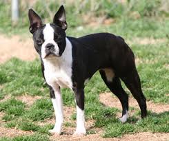 Boston terrier puppies $1600 + $80 tax. Circle J S Boston Terriers Breeder Puppy For Sale Breeding Puppies Show Quality