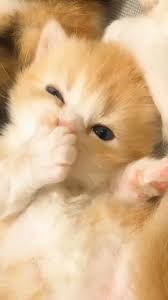 Are Your Hands Delicious Video In 2020 Cute Cat Gif Cat Breeds Cat Gif