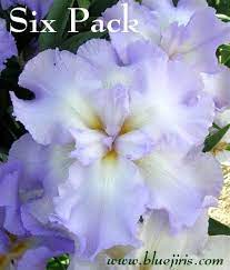 Pin On Iris I Have