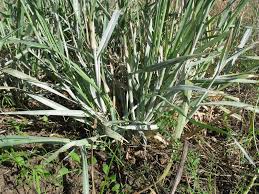 Image result for Panicum coloratum