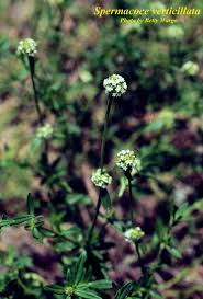 Image result for Spermacoce ruelliae