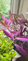 Image result for Tradescantia pallida
