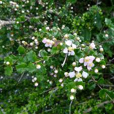 Image result for Malpighia coccigera