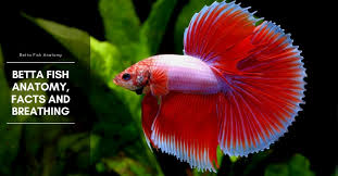 Betta Fish Anatomy Facts And Breathing The Aquarium Adviser Fish Anatomy Betta Fish Betta