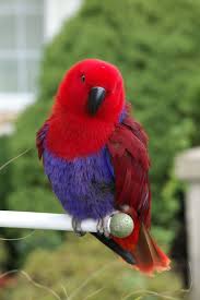 Pin On Parrot Care