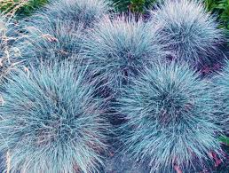 Image result for Festuca