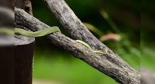 It's range in new york is limited to the southeast corner of the state up to the catskills. The Secret Island In Brazil Where Death Comes Crawling Times Of India Travel