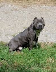 1 Year Old American Bully Bully American Bully Animals Bullying