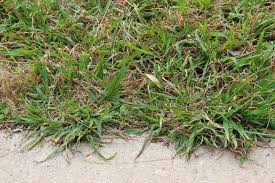 Send fan mail to authors; Lolium Perenne Vorteile Die 8 Besten Sorten Plantura