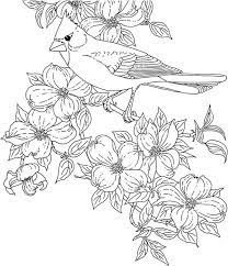 Set off fireworks to wish amer. Virginia Cardinal Coloring Page Purple Kitty