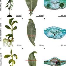 Image result for Tricalysia semidecidua