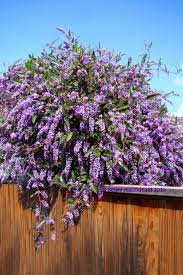 Image result for Hardenbergia