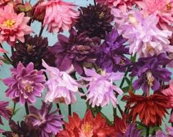 Image result for Aquilegia vulgaris Tower Mix