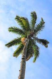 Image result for Arecaceae