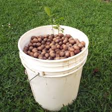 We did not find results for: Starting A Pecan Tree From Seed Thriftyfun