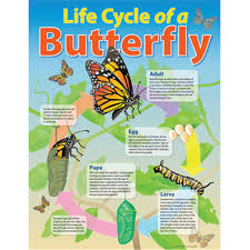 Chart Life Cycle Of A Butterfly