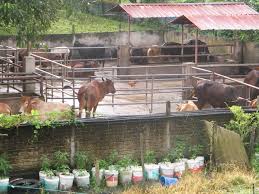 Kos pembinaan kandang tersebut, mencecah rm6,000. Lukisan Kandang Lembu Cikimm Com