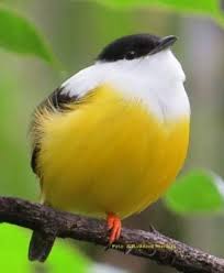 Black Bird With Yellow Belly Pin On Arcobaleno