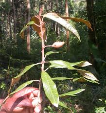 Image result for Chrysophyllum gorungosanum
