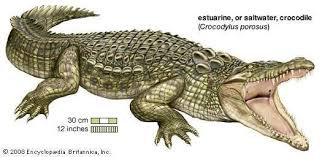 Image Result For Crocodile Saltwater Crocodile Estuarine Crocodile Australian Saltwater Crocodile