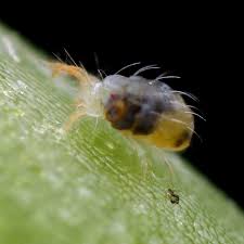 Image result for spotted spider mite