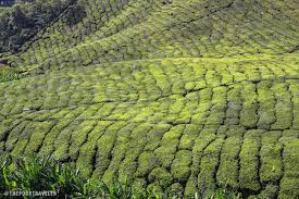 Cameron highlands is one of the country's most fertile agricultural spots, possessing all the right attributes for growing outstanding tea, and is situated over 5,000 feet above sea level on the main mountain range of malaysia. Boh Tea Plantation My Cup Of Tea In Cameron Highlands Malaysia The Poor Traveler Itinerary Blog