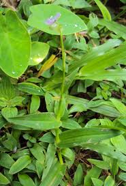 Image result for Murdannia