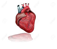 Le cœur est situé dans la cage thoracique en position le souffle au coeur ou souffle cardiaque est lié à l'existence de turbulences survenant lors de la. Illustration Vectorielle De L Anatomie Du Coeur Humain En Bonne Sante Clip Art Libres De Droits Vecteurs Et Illustration Image 90184158