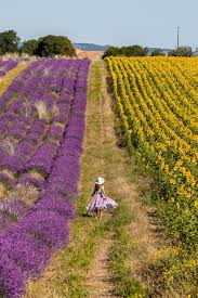 Age, name, username and created_at: Complete Guide To Visiting The Lavender Fields In Provence She Wanders Abroad