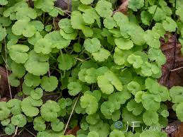 Image result for Sibthorpia