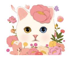 jetoy甜蜜貓華麗夢境 pretty cats illustration cartoon