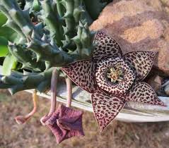 Image result for Orbea knobelii