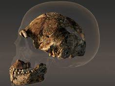 Homo naledi appears to have lived near the same time as early ancestors of modern humans. Markus Gruber Gruber Max Profil Pinterest