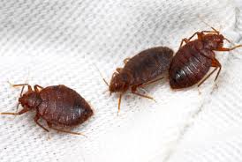 They're sneaky, hard to find, and can pose potential health risks for you and your family. Bed Bugs Rottler Pest Solutions
