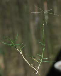 Image result for Cynodon dactylon