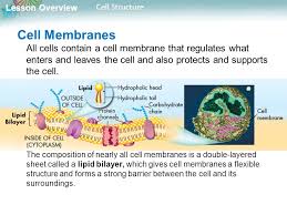 Check spelling or type a new query. Lesson Overview 7 2 Cell Structure Ppt Download