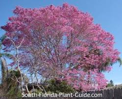 Pin By Time Realty Services Inc On Florida Plants Florida Plants Tree With Yellow Flowers Florida Trees