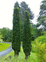 Schmale Sauleneibe Taxus B Fastigiata Robusta Online Kaufen Eibe Pflanzen Garten