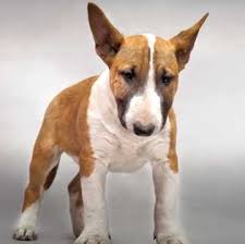 For tips on housebreaking a pit bull. Bull Terrier Vs Pitbull Which Breed Is For You Bull Terrier Hq