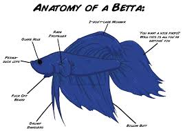 Anatomy Of A Betta Betta Fish Betta Pet Fish