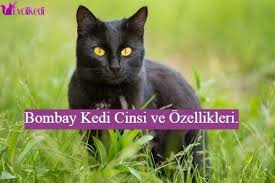 Bombay Kedi Cinsi Ve Ozellikleri 2020 Kedi Evcil Hayvanlar Hayvan