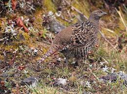 帝雉 母 mikado pheasant female taiwan 塔塔加 pheasant female wildlife animals